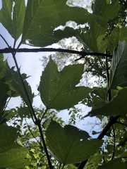 Viburnum opulus americanum