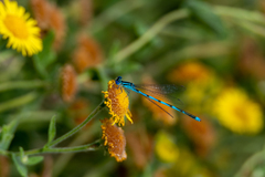 Erythromma lindenii