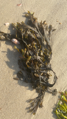 Fucus vesiculosus