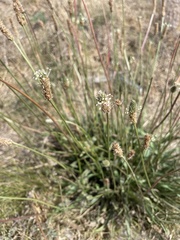 Plantago lanceolata