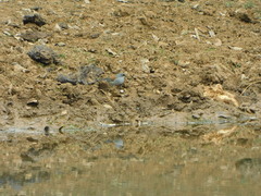 Junco phaeonotus