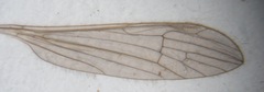 Gonomyia conoviensis