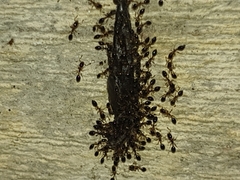 Monomorium floricola