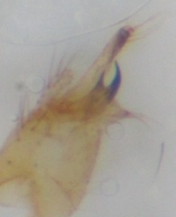 Gonomyia conoviensis