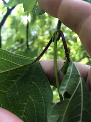 Viburnum opulus americanum