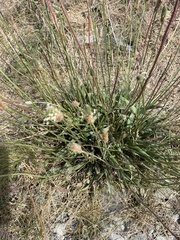 Plantago lanceolata
