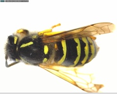 Dolichovespula sylvestris