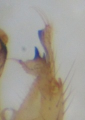 Gonomyia conoviensis