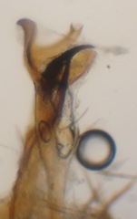 Gonomyia conoviensis