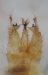 Gonomyia conoviensis