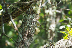 Periparus ater