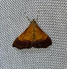 Pyrausta bicoloralis