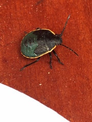 Chlorochroa