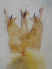 Gonomyia conoviensis