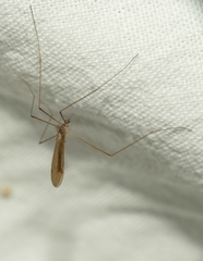 Pseudolimnophila lucorum