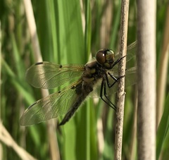 Libellula quadrimaculata
