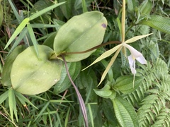 Epidendrum angustilobum