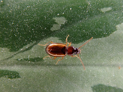 Trechus quadristriatus