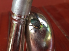 Chlorochroa