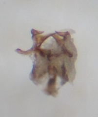 Pseudolimnophila lucorum