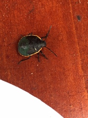 Chlorochroa