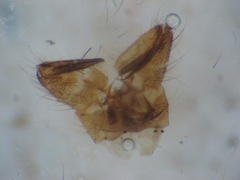 Pseudolimnophila lucorum