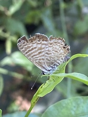 Leptotes