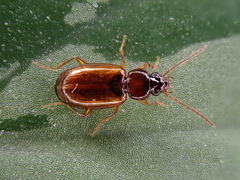 Trechus quadristriatus