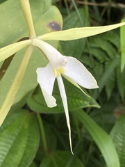 Epidendrum angustilobum