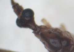 Pseudolimnophila lucorum