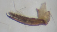 Pseudolimnophila lucorum