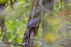 Sitta europaea