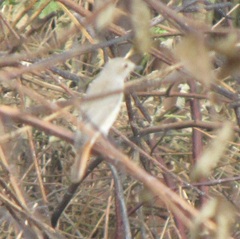 Phoenicurus ochruros