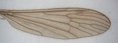 Pseudolimnophila lucorum