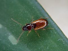 Trechus quadristriatus