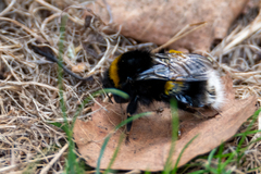 Bombus terrestris