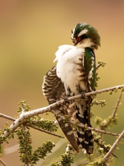 Chrysococcyx caprius