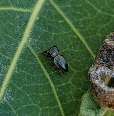 Sassacus papenhoei