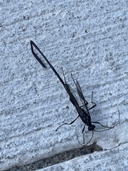 Pelecinus polyturator