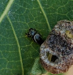 Sassacus papenhoei