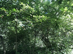 Viburnum opulus opulus