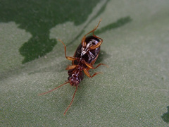 Trechus quadristriatus