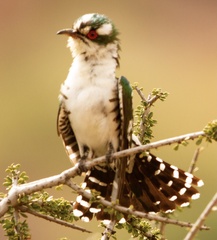 Chrysococcyx caprius