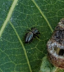 Sassacus papenhoei