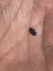 Conotrachelus posticatus