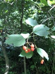 Viburnum opulus opulus