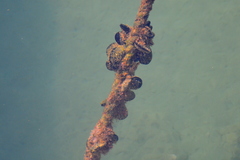Mytilidae