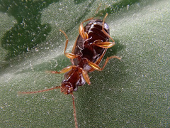 Trechus quadristriatus