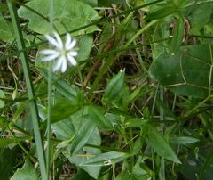 Stellaria graminea