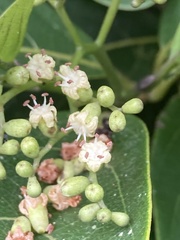 Cordia borinquensis